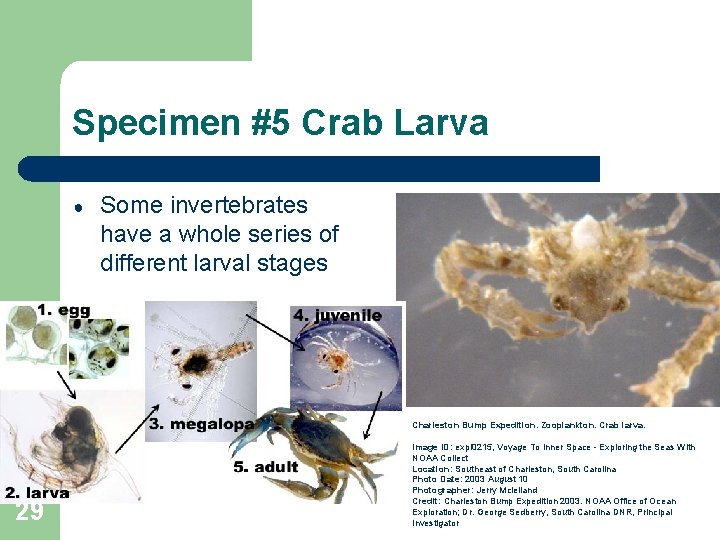 Specimen #5 Crab Larva ● Some invertebrates have a whole series of different larval