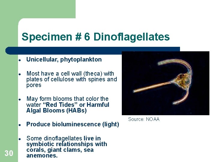 Specimen # 6 Dinoflagellates 30 ● Unicellular, phytoplankton ● Most have a cell wall