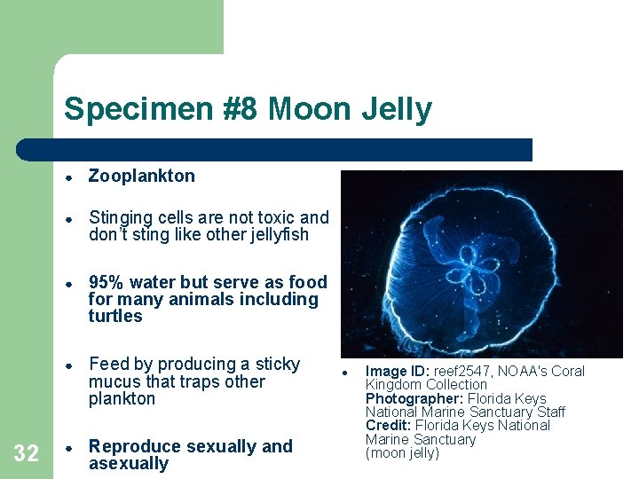 Specimen #8 Moon Jelly 32 ● Zooplankton ● Stinging cells are not toxic and