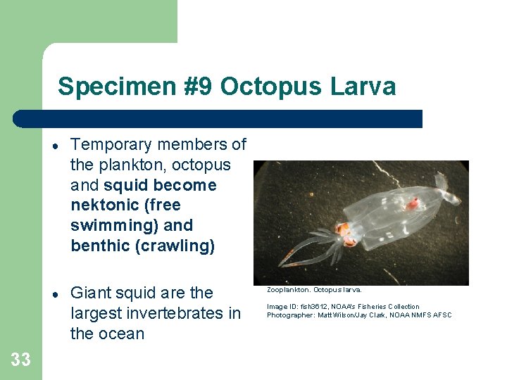 Specimen #9 Octopus Larva 33 ● Temporary members of the plankton, octopus and squid