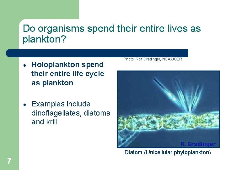 Do organisms spend their entire lives as plankton? ● Holoplankton spend their entire life