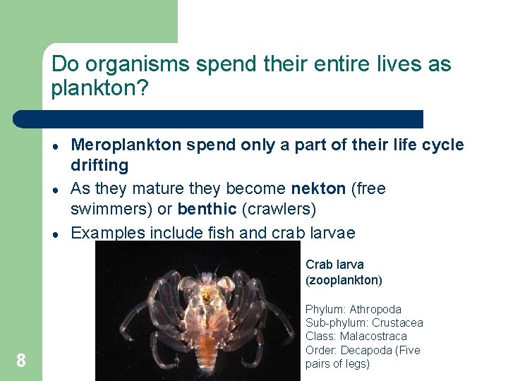 Do organisms spend their entire lives as plankton? ● ● ● Meroplankton spend only