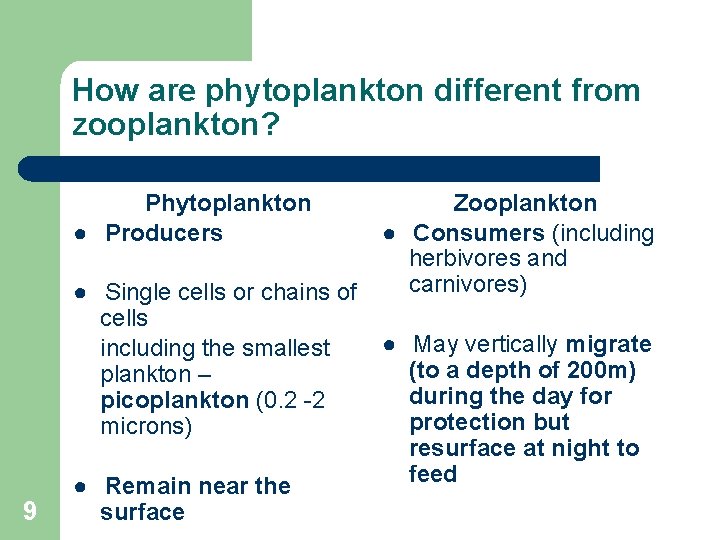 How are phytoplankton different from zooplankton? Phytoplankton ● Producers ● Single cells or chains