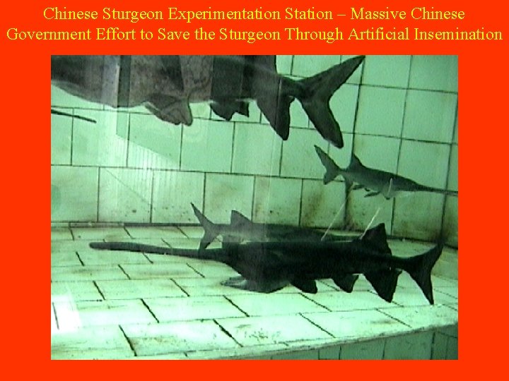 Chinese Sturgeon Experimentation Station – Massive Chinese Government Effort to Save the Sturgeon Through