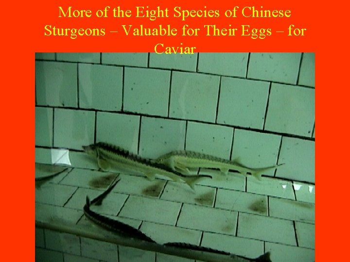 More of the Eight Species of Chinese Sturgeons – Valuable for Their Eggs –