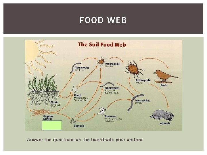 FOOD WEB Answer the questions on the board with your partner 