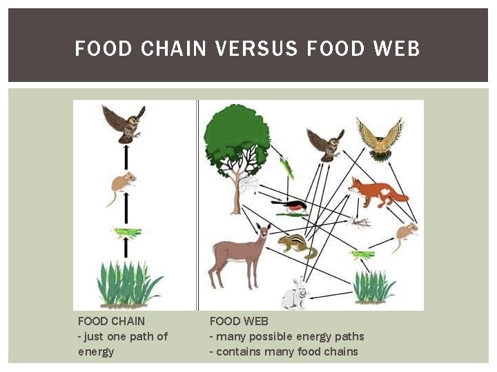 FOOD CHAIN VERSUS FOOD WEB FOOD CHAIN - just one path of energy FOOD