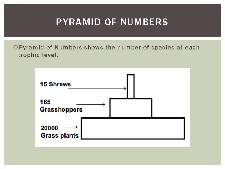 PYRAMID OF NUMBERS Pyramid of Numbers shows the number of species at each trophic