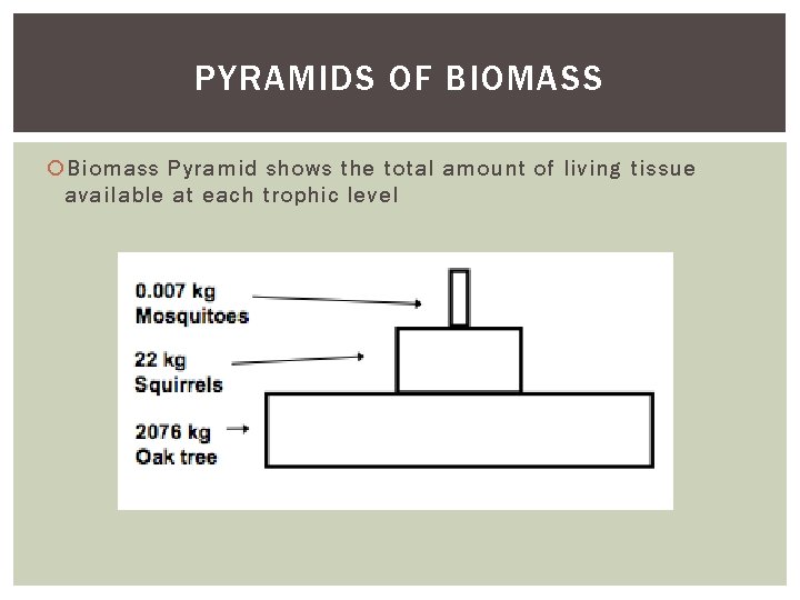 PYRAMIDS OF BIOMASS Biomass Pyramid shows the total amount of living tissue available at