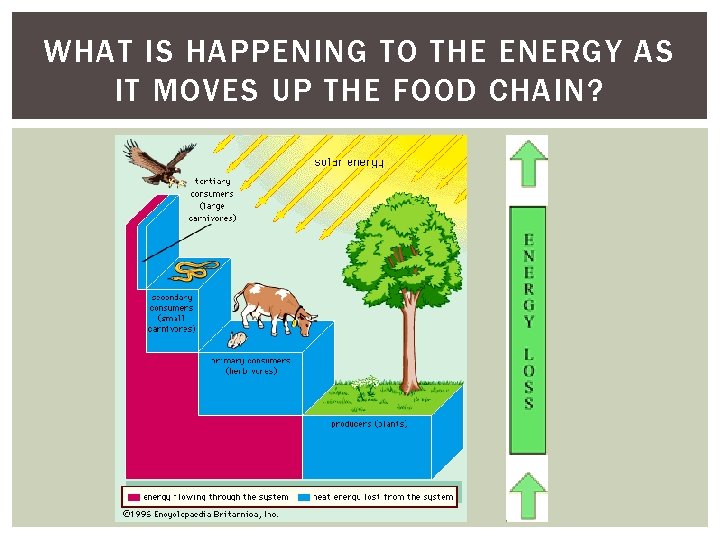 WHAT IS HAPPENING TO THE ENERGY AS IT MOVES UP THE FOOD CHAIN? 