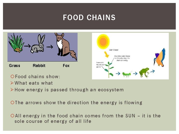 FOOD CHAINS Grass Rabbit Fox Food chains show: Ø What eats what Ø How