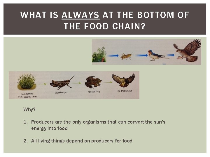 WHAT IS ALWAYS AT THE BOTTOM OF THE FOOD CHAIN? Why? 1. Producers are