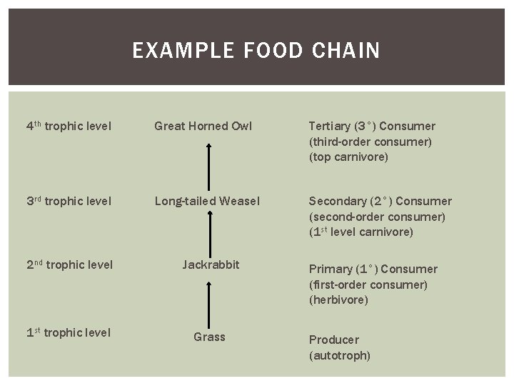 EXAMPLE FOOD CHAIN 4 th trophic level Great Horned Owl Tertiary (3°) Consumer (third-order