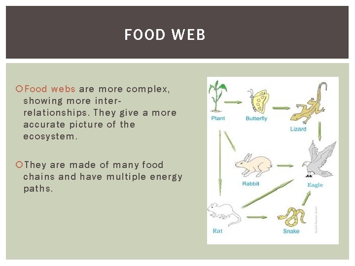 FOOD WEB Food webs are more complex, showing more interrelationships. They give a more