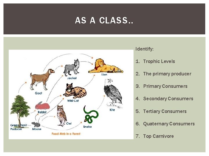 AS A CLASS. . Identify: 1. Trophic Levels 2. The primary producer 3. Primary