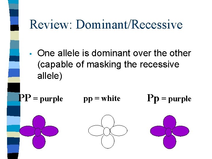 Review: Dominant/Recessive • One allele is dominant over the other (capable of masking the