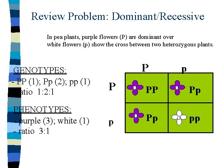 Review Problem: Dominant/Recessive In pea plants, purple flowers (P) are dominant over white flowers