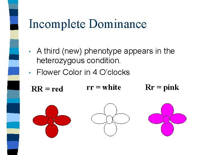 Incomplete Dominance • • A third (new) phenotype appears in the heterozygous condition. Flower