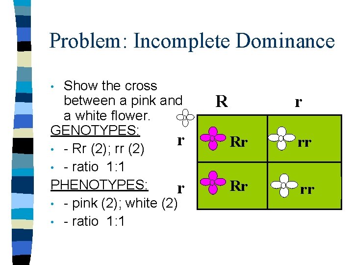 Problem: Incomplete Dominance Show the cross between a pink and a white flower. GENOTYPES: