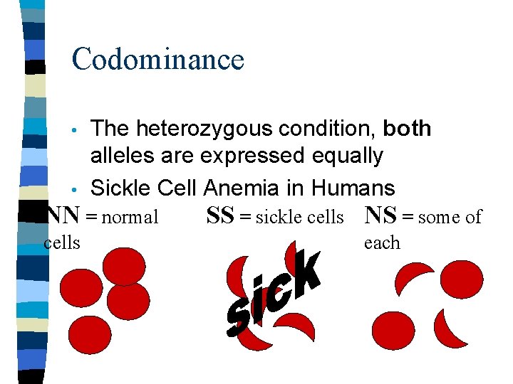 Codominance • • The heterozygous condition, both alleles are expressed equally Sickle Cell Anemia