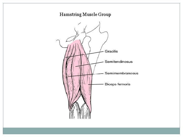 Hamstring Muscle Group 