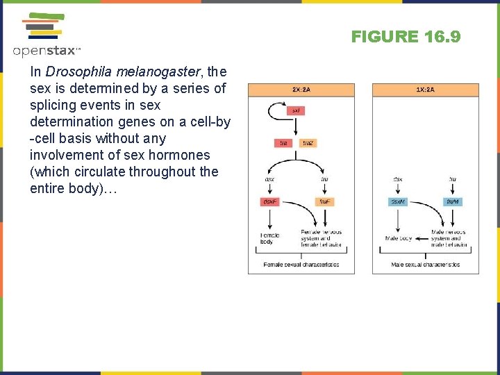FIGURE 16. 9 In Drosophila melanogaster, the sex is determined by a series of