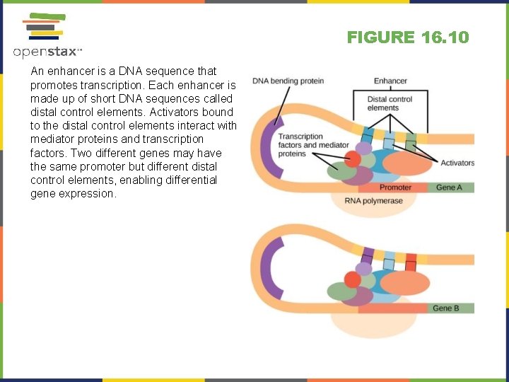 FIGURE 16. 10 An enhancer is a DNA sequence that promotes transcription. Each enhancer