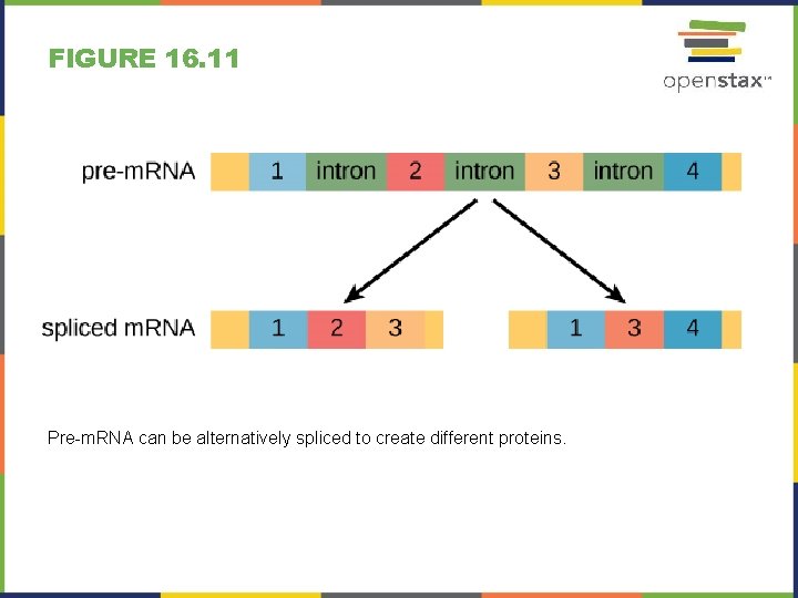 FIGURE 16. 11 Pre-m. RNA can be alternatively spliced to create different proteins. 