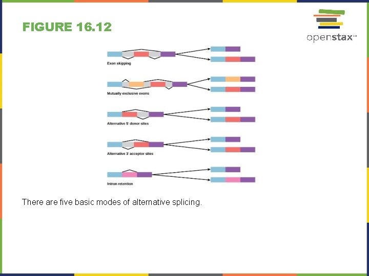 FIGURE 16. 12 There are five basic modes of alternative splicing. 