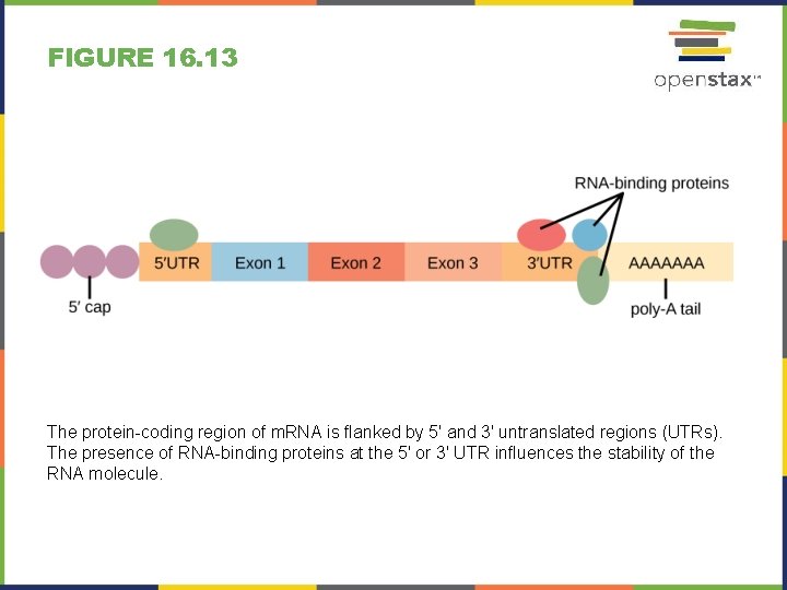 FIGURE 16. 13 The protein-coding region of m. RNA is flanked by 5' and