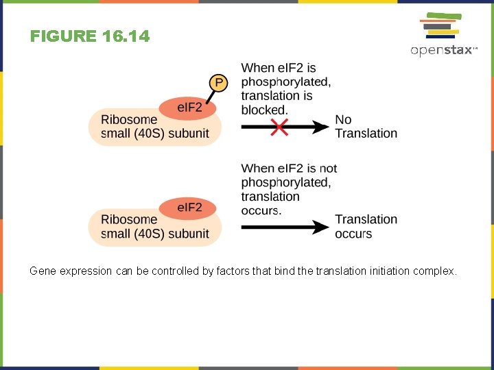 FIGURE 16. 14 Gene expression can be controlled by factors that bind the translation