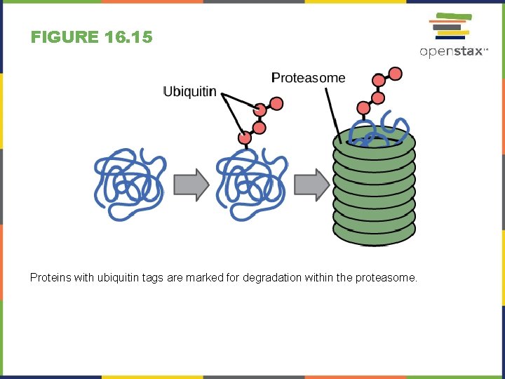 FIGURE 16. 15 Proteins with ubiquitin tags are marked for degradation within the proteasome.