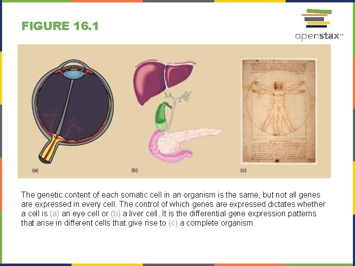 FIGURE 16. 1 The genetic content of each somatic cell in an organism is