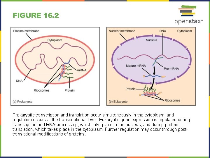 FIGURE 16. 2 Prokaryotic transcription and translation occur simultaneously in the cytoplasm, and regulation