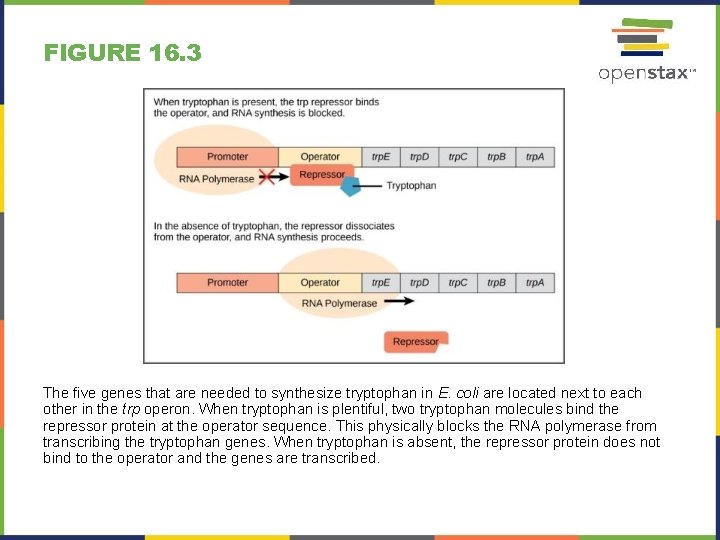 FIGURE 16. 3 The five genes that are needed to synthesize tryptophan in E.