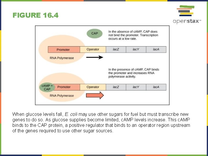 FIGURE 16. 4 When glucose levels fall, E. coli may use other sugars for