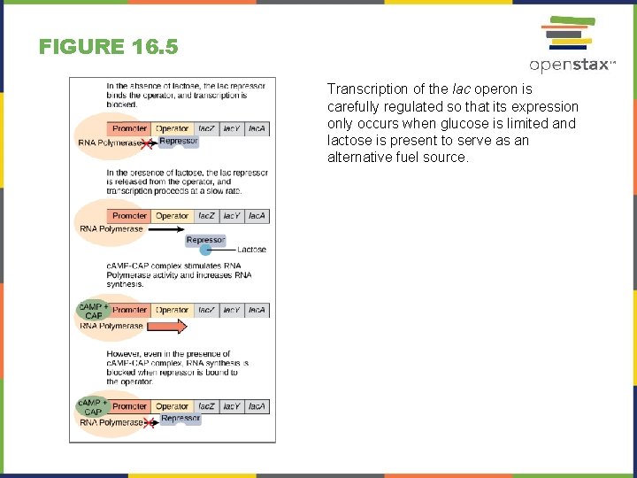 FIGURE 16. 5 Transcription of the lac operon is carefully regulated so that its