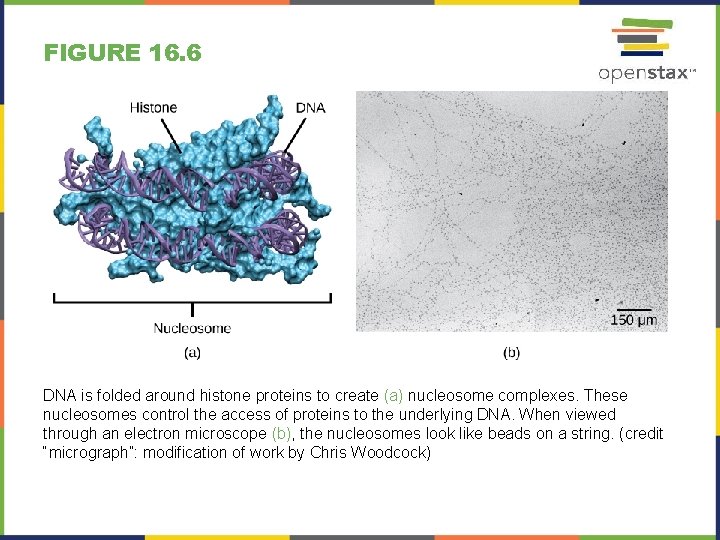 FIGURE 16. 6 DNA is folded around histone proteins to create (a) nucleosome complexes.