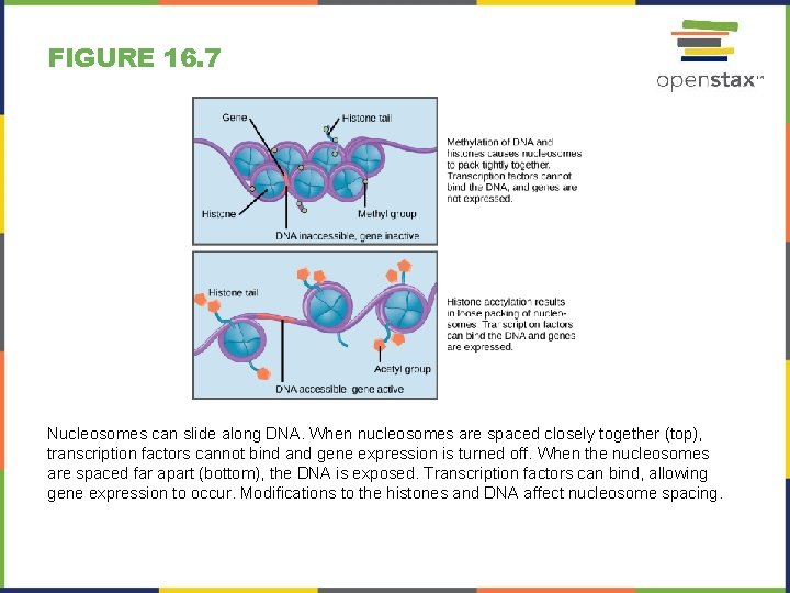 FIGURE 16. 7 Nucleosomes can slide along DNA. When nucleosomes are spaced closely together