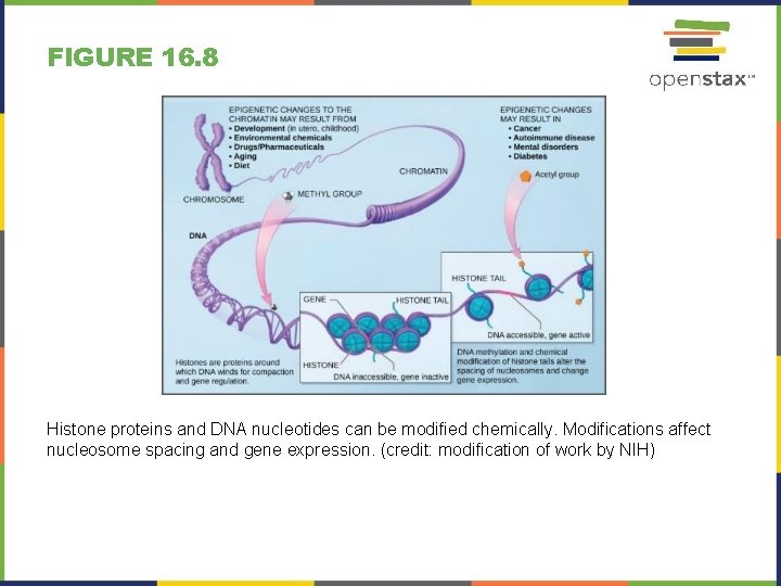 FIGURE 16. 8 Histone proteins and DNA nucleotides can be modified chemically. Modifications affect