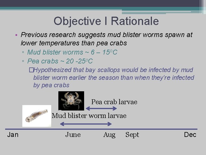 Objective I Rationale • Previous research suggests mud blister worms spawn at lower temperatures
