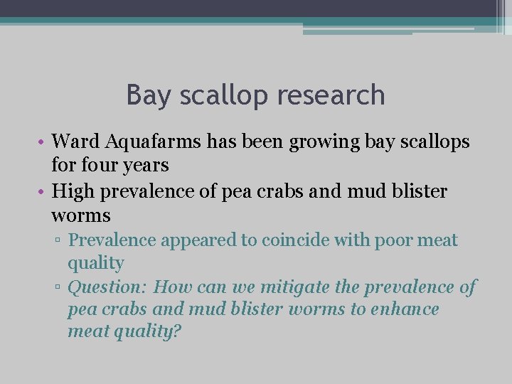Bay scallop research • Ward Aquafarms has been growing bay scallops for four years