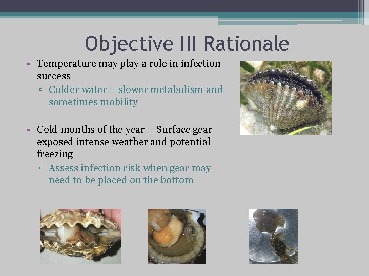Objective III Rationale • Temperature may play a role in infection success ▫ Colder