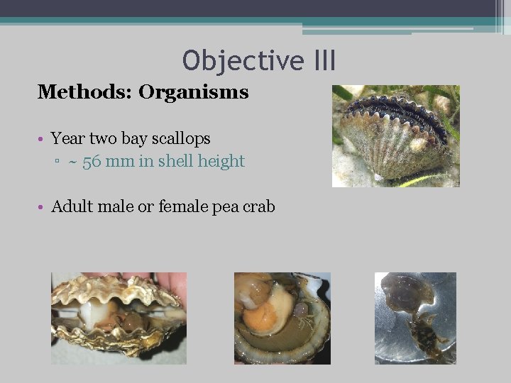 Objective III Methods: Organisms • Year two bay scallops ▫ ~ 56 mm in