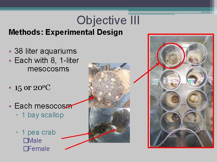 Objective III Methods: Experimental Design • 38 liter aquariums • Each with 8, 1