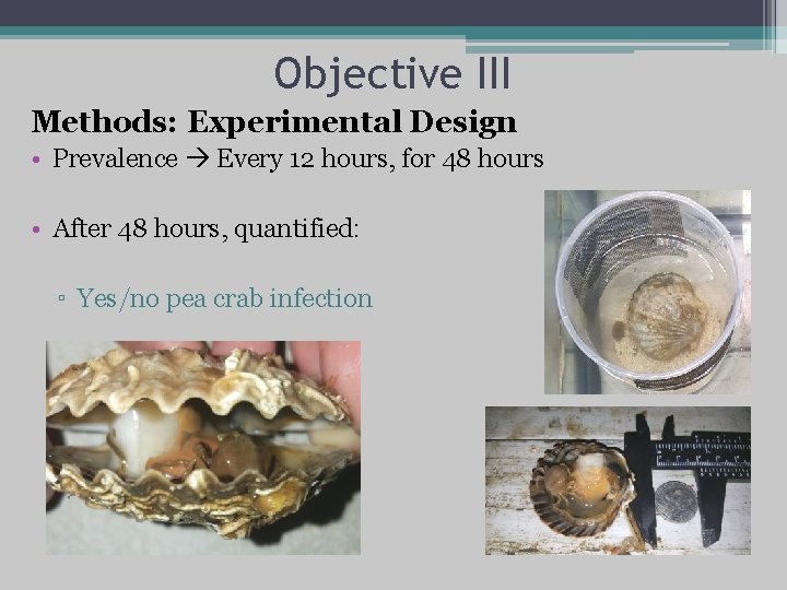 Objective III Methods: Experimental Design • Prevalence Every 12 hours, for 48 hours •