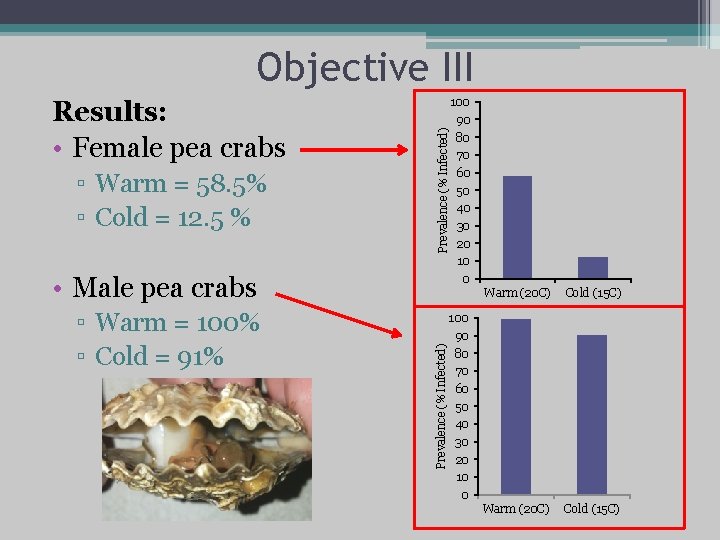 Results: • Female pea crabs ▫ Warm = 58. 5% ▫ Cold = 12.