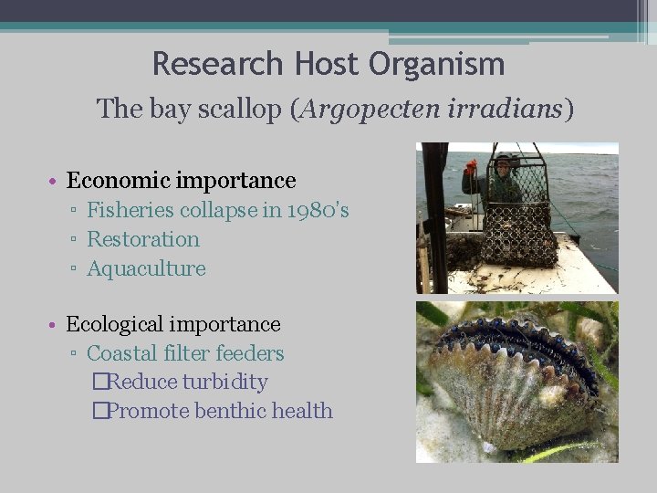 Research Host Organism The bay scallop (Argopecten irradians) • Economic importance ▫ Fisheries collapse