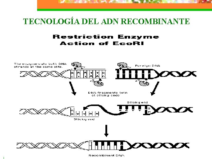 TECNOLOGÍA DEL ADN RECOMBINANTE 