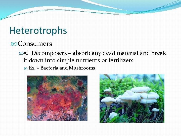 Heterotrophs Consumers 5. Decomposers – absorb any dead material and break it down into